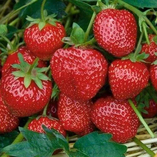 Клубника СЕЛЬВА ремонтантная в Калининграде
